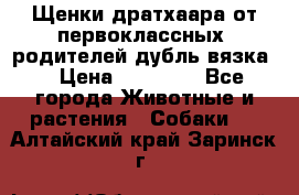 Щенки дратхаара от первоклассных  родителей(дубль вязка) › Цена ­ 22 000 - Все города Животные и растения » Собаки   . Алтайский край,Заринск г.